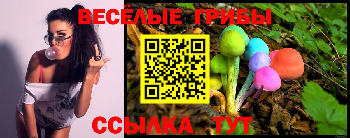 Галлюциногенные грибы Psilocybe  Майкоп 