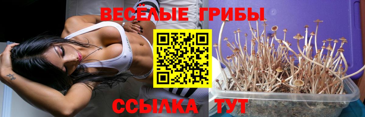 Псилоцибиновые грибы мухоморы  Галлюциногенные грибы Psilocybine cubensis  Майкоп  Вход с VPN 